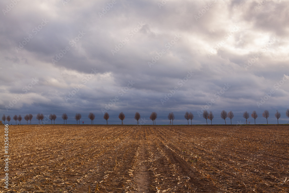 Young beautiful trees between spring fields. Young beautiful trees between spring fields.