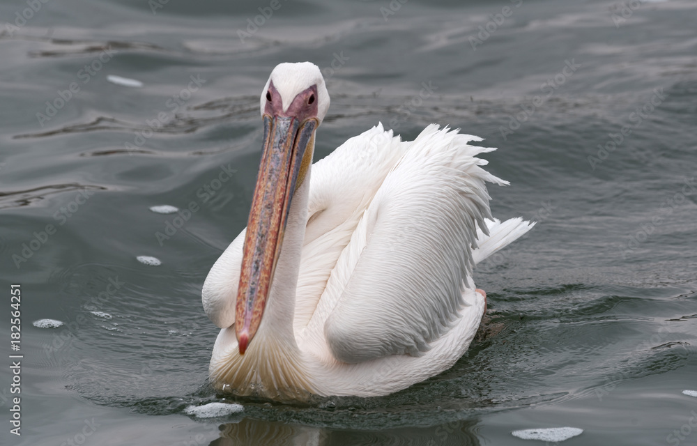 swimming great white pelican in Walvis Bay, Namibia swimming great white pelican in Walvis Bay, Namibia