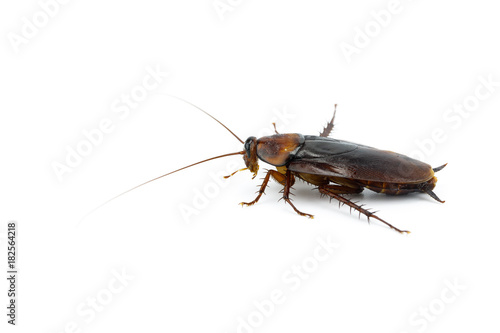 cockroach on white background isolated with copy space for writing text