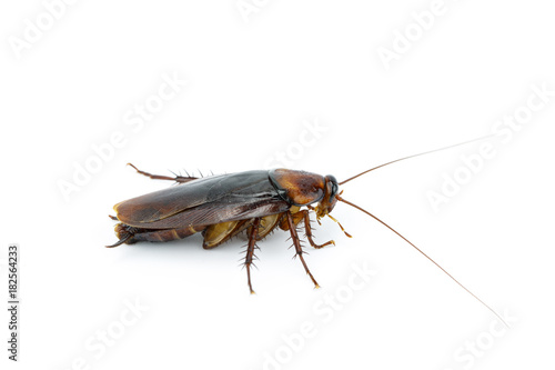 cockroach on white background isolated with copy space for writing text © Suwun