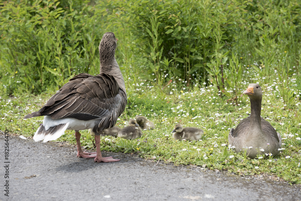 Family of geese with two baby birds sitting in green grass Family of geese with two baby birds sitting in green grass
