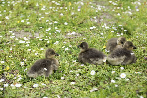 Four baby geese sitting on green grass covered with daisys
