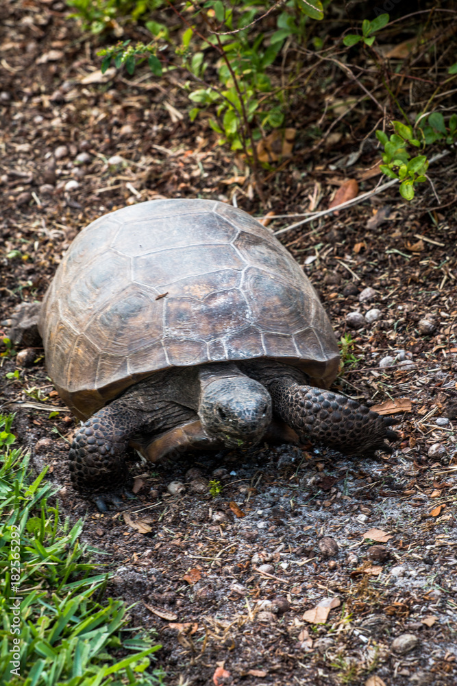 Tortoise in my front yard. Tortoise in my front yard.