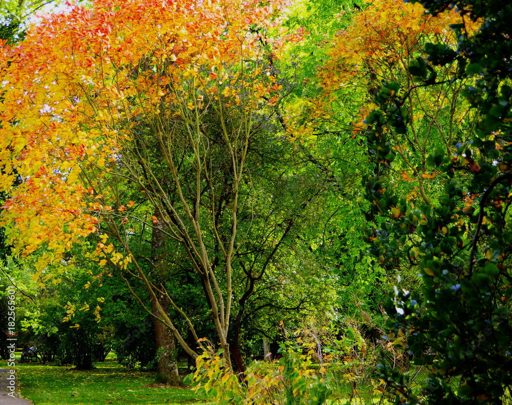 Bäume in Herbstfarben