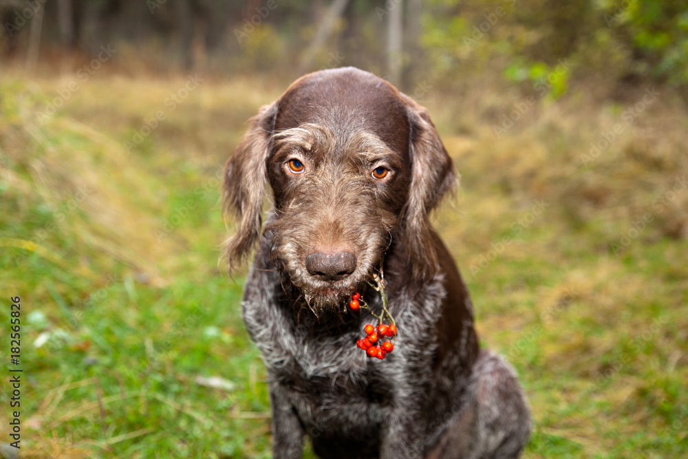 Dog breed drathaar portrait with a bunch of rowan berries in your mouth Dog breed drathaar portrait with a bunch of rowan berries in your mouth