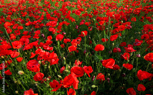 wild red poppy field 