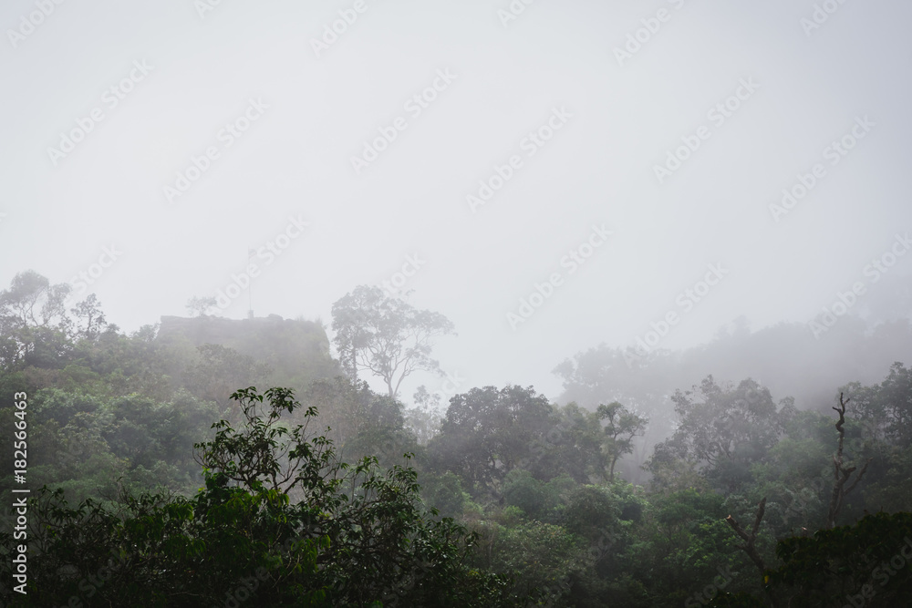 Misty rainforest with steam and moisture.