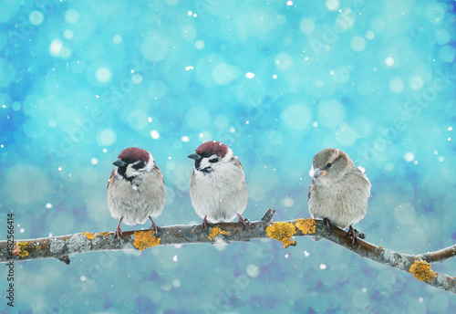 three little funny birds sitting in a Christmas Nativity Park during a snowfall