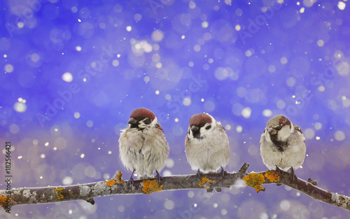  little funny birds sitting in a Christmas Nativity Park during a snowfall
