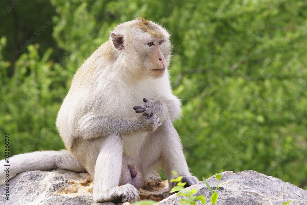 Naklejka premium Monkey sitting on the rock look for food