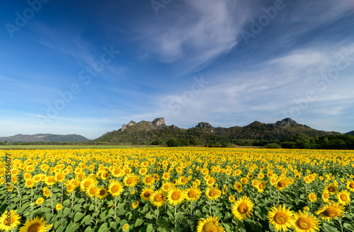 beautiful sunflower fields with moutain background