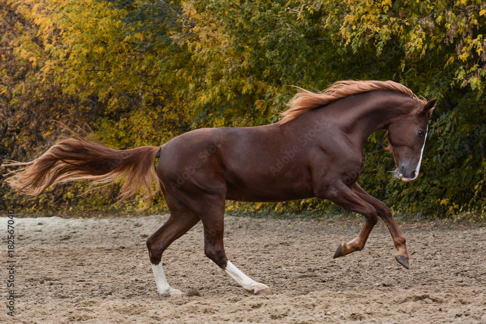 Beautiful red horse gallop on freedom autumn