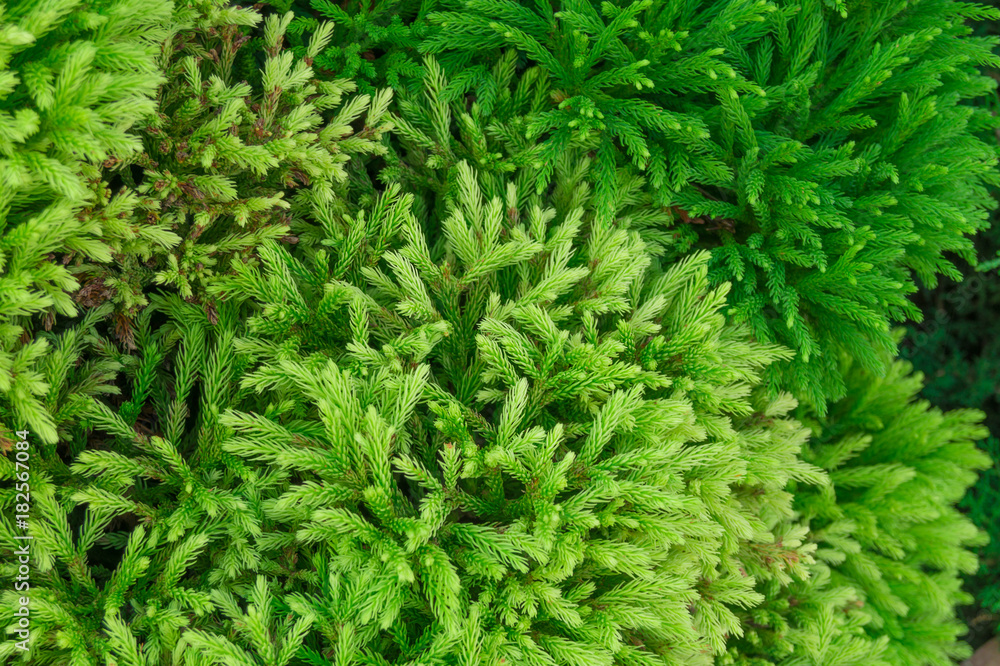 Branches of Canadian spruce with needles as a background Branches of Canadian spruce with needles as a background