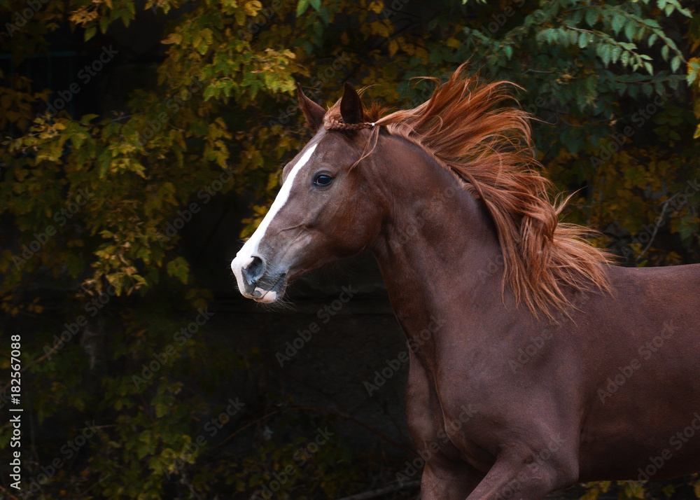 Portrait of a red beautiful horse in motion autumn