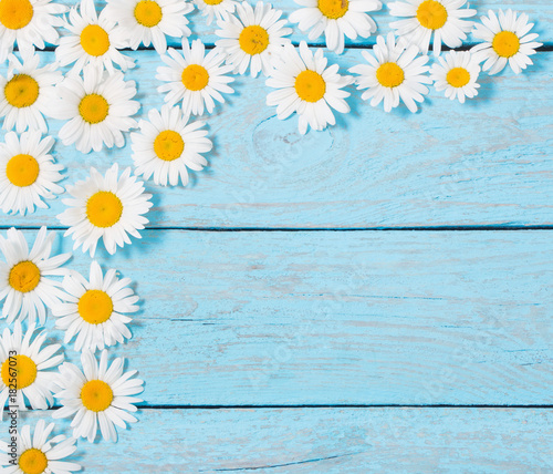 chamomile flowers on blue wooden background © Maya Kruchancova