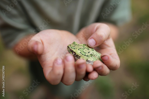 Little Child's Dirty Hands Holding Grey Tree Frog Outside