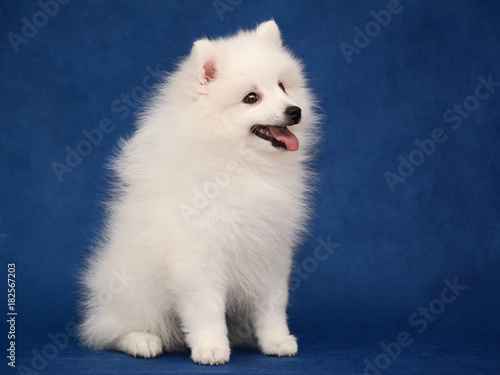 Obraz na płótnie Puppy of Japanese white spitz sitting on blue background w salonie