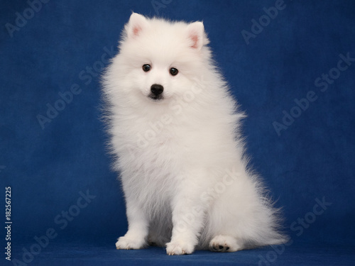 Obraz na płótnie Puppy of Japanese white spitz sitting on blue background w salonie