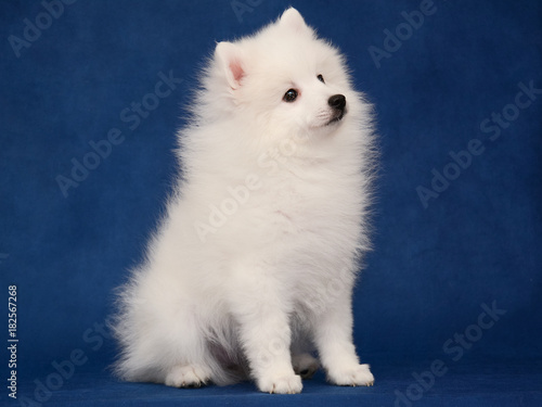 Obraz na płótnie Puppy of Japanese white spitz sitting on blue background w salonie