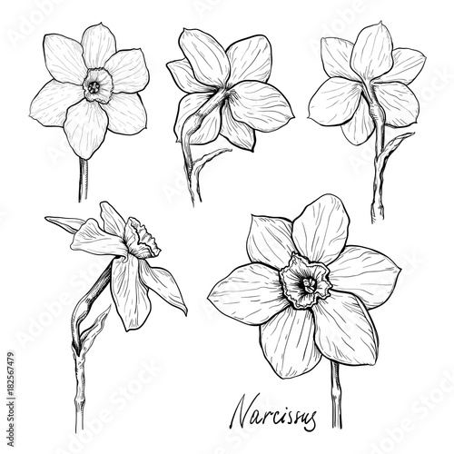 Set of different flowers of Narcissus. Hand drawn sketch. Template for your floral design