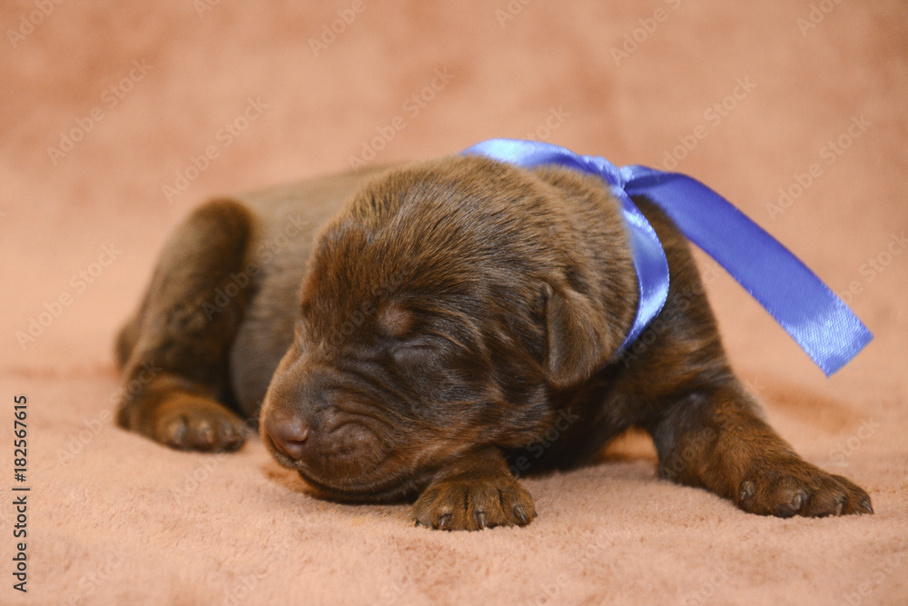 New born brown puppy sleeping