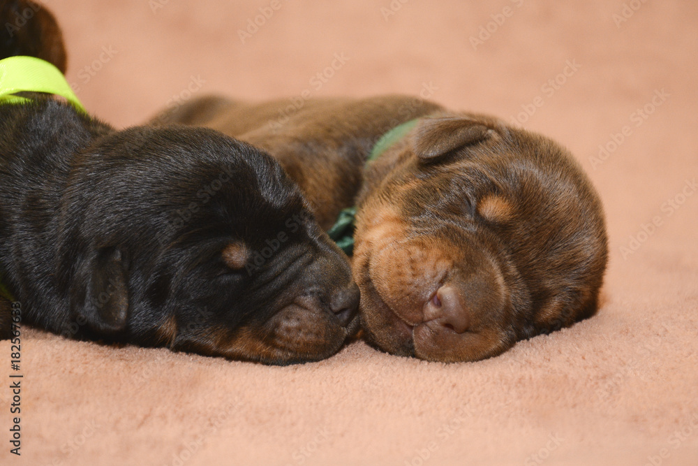 Two new born puppies sleeping