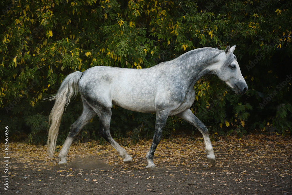 The beautiful gray stallion on freedom autumn The beautiful gray stallion on freedom autumn