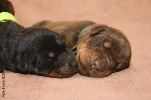 Obraz na płótnie Two new born puppies sleeping w salonie