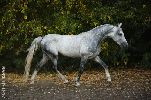 The beautiful gray stallion on freedom autumn © geptays