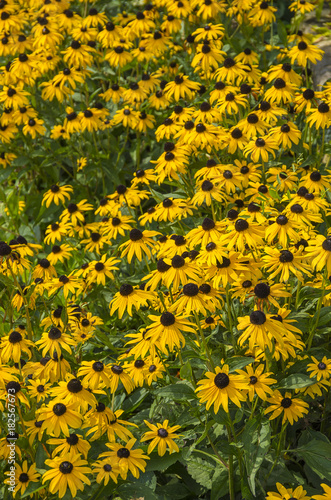 View over a bed of flowering Echinacea.