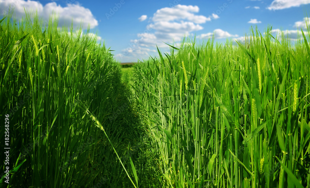 Obraz premium Wheat field against a blue sky