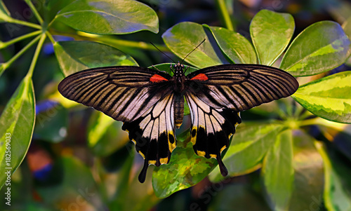 Black Papilio Lowi or great yellow Mormon or Asian swallowtail butterfly on tropical green leaves with dark background