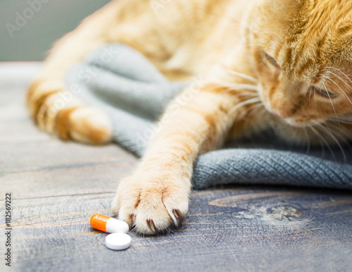Red kitten and orange pills closeup