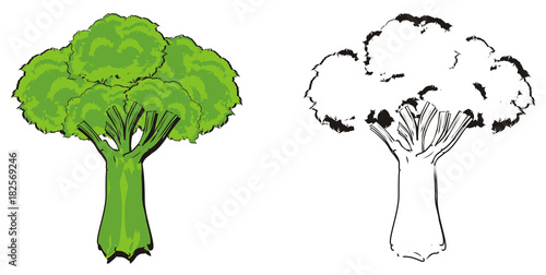 broccoli, cabbage, green, co-flowing, vegetable, cartoon, illustration, isolated, vegetable, health, farm, two, different, coloring photo