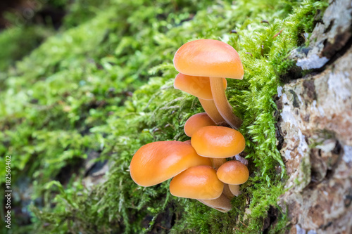 Enokitake in moss - edible mushroom