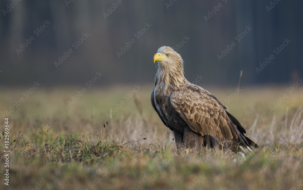 White tailed Eagle (Haliaeetus albicilla) White tailed Eagle (Haliaeetus albicilla)
