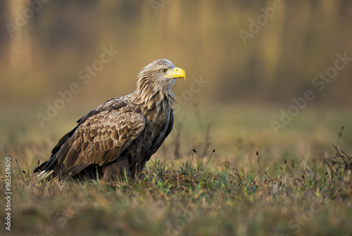 White tailed Eagle  Haliaeetus albicilla 