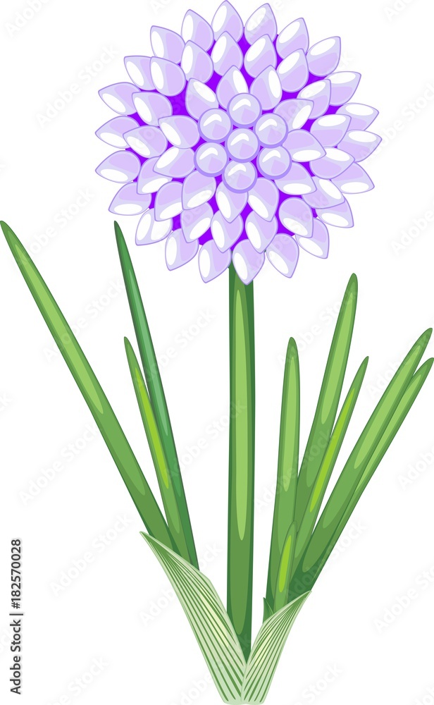 Flower of ornamental onion with green leaves on white background