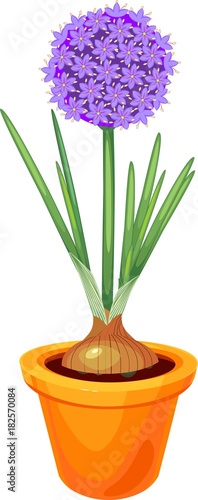 Flowering ornamental onion bulb with green leaves in pot on white background