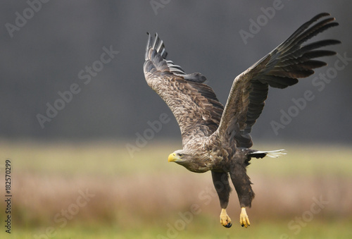 White tailed Eagle  Haliaeetus albicilla 