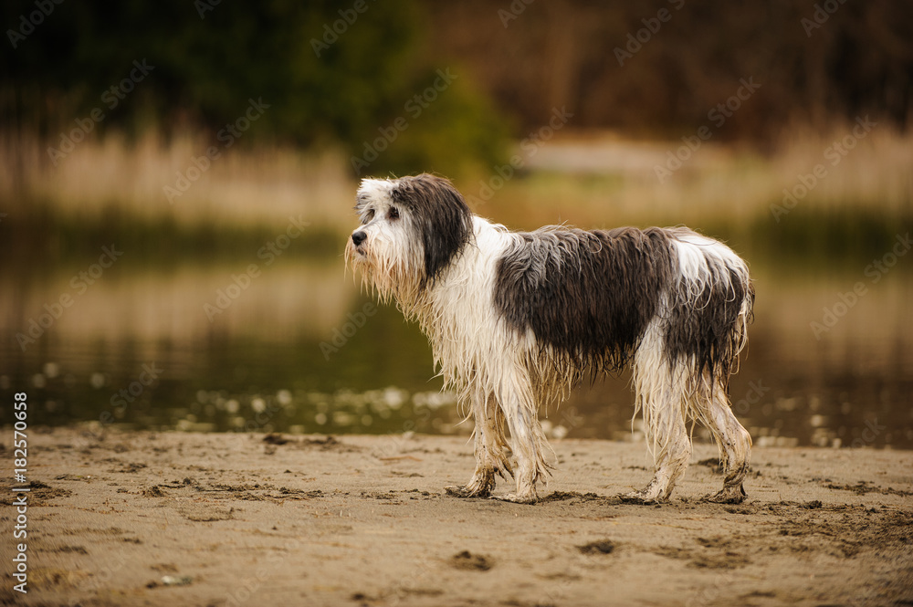 Wet Polish Lowland Sheepdog outdoor portrait standing on beach Wet Polish Lowland Sheepdog outdoor portrait standing on beach