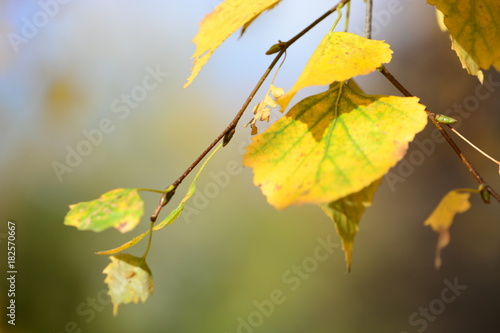 Last leaves on a birch tree