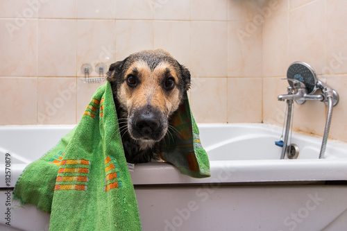 Cute dog standing in bathtub waiting to be washed © Alexandr