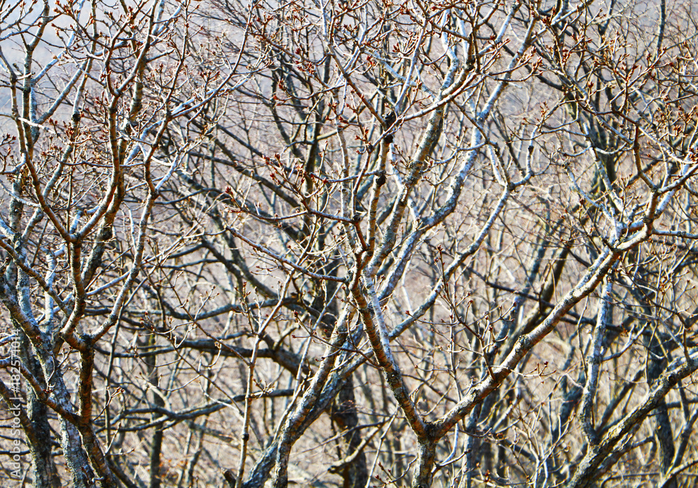 Close up of bare tree brunches with buds Close up of bare tree brunches with buds