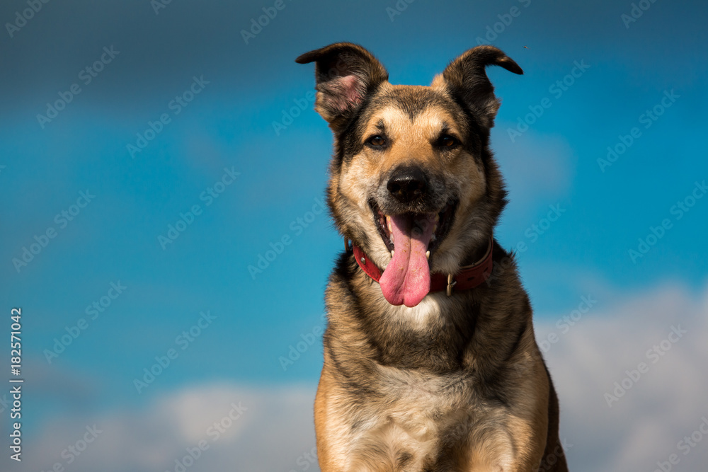 portrait of mongrel dog sitting on a field