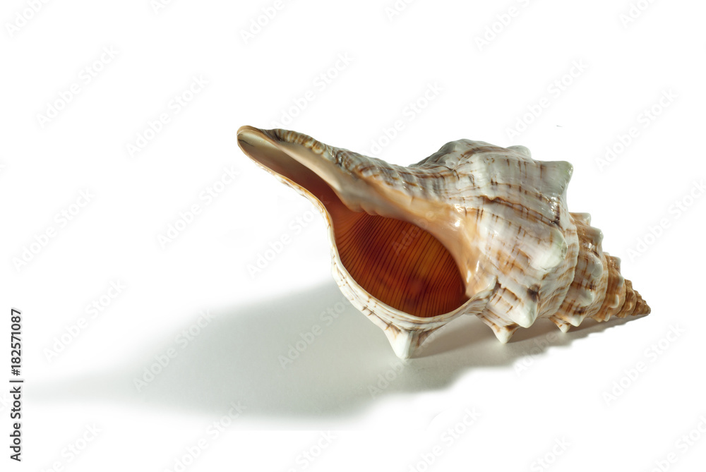 Naklejka premium shell of a sea mollusk with picturesque bumps, pattern, stripes and specks isolated..