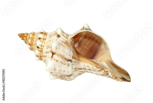 shell of a sea mollusk with picturesque bumps, pattern, stripes and specks isolated