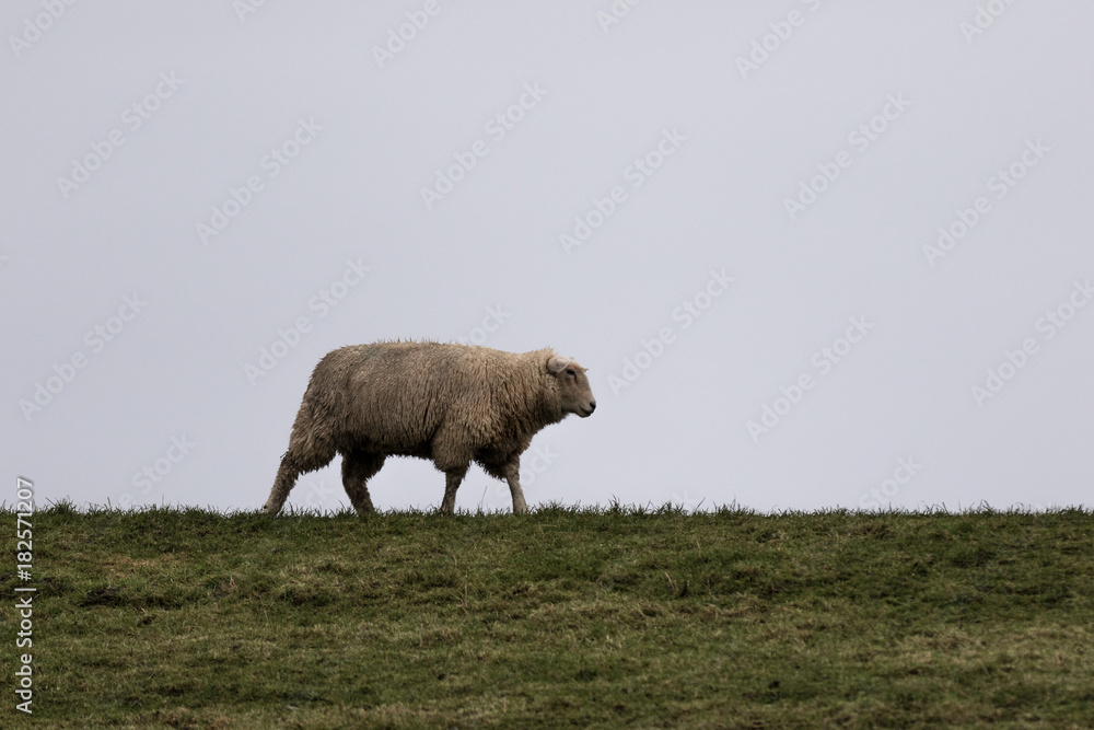 Schaf am Deich Schaf am Deich