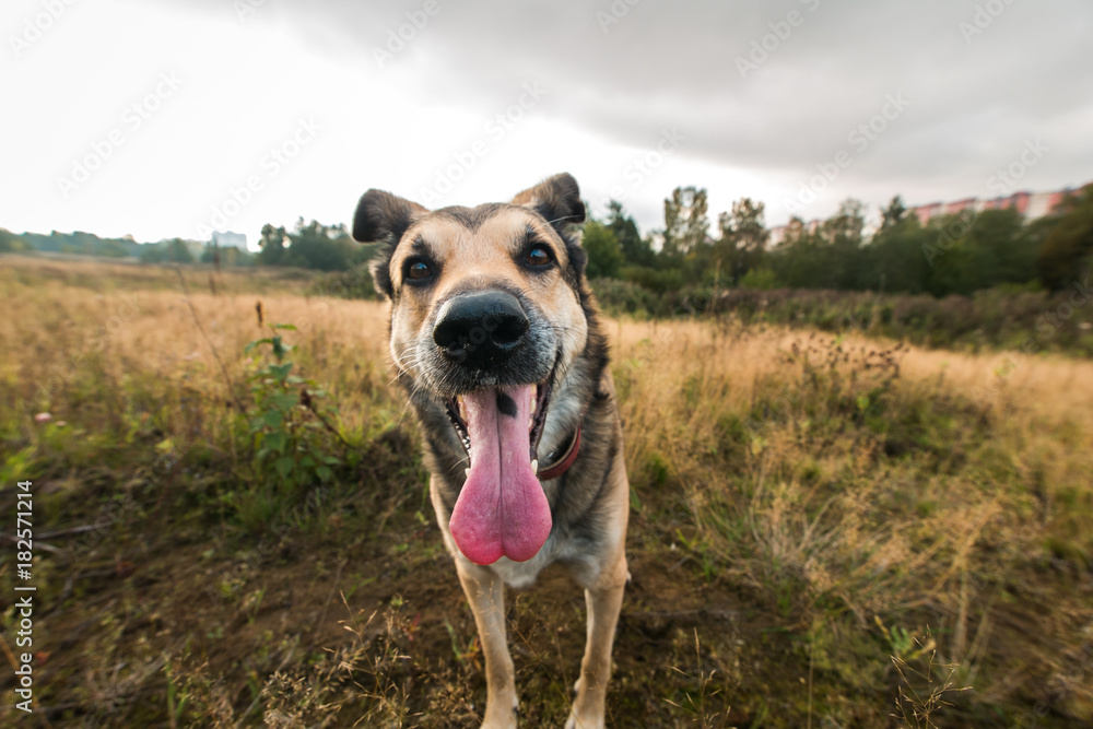 Portrait of beautiful happy dog, looking at camera, standing in a sunny meadow Portrait of beautiful happy dog, looking at camera, standing in a sunny meadow