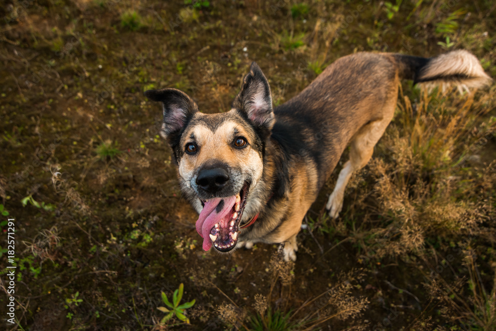 Portrait of beautiful happy dog, looking at camera, standing in a sunny meadow